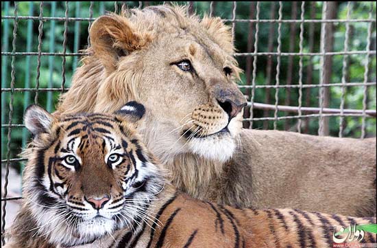 دیدنی-های-مشهد-باغ-وحش-مشهد دیدنی-های-مشهد-باغ-وحش-مشهد